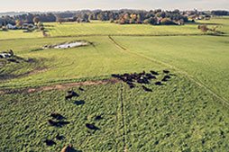 weideland_wagyu-rinder