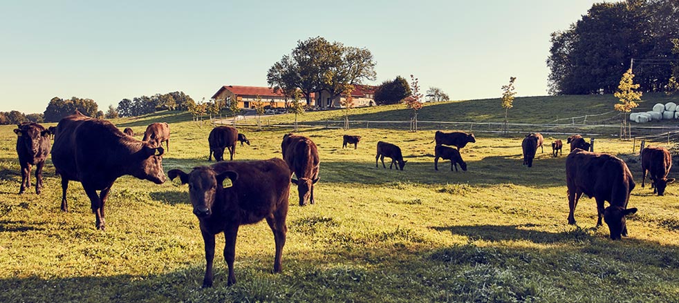 Genetik-Header-982x439