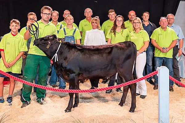 presse-teuerster-stier-2018-09