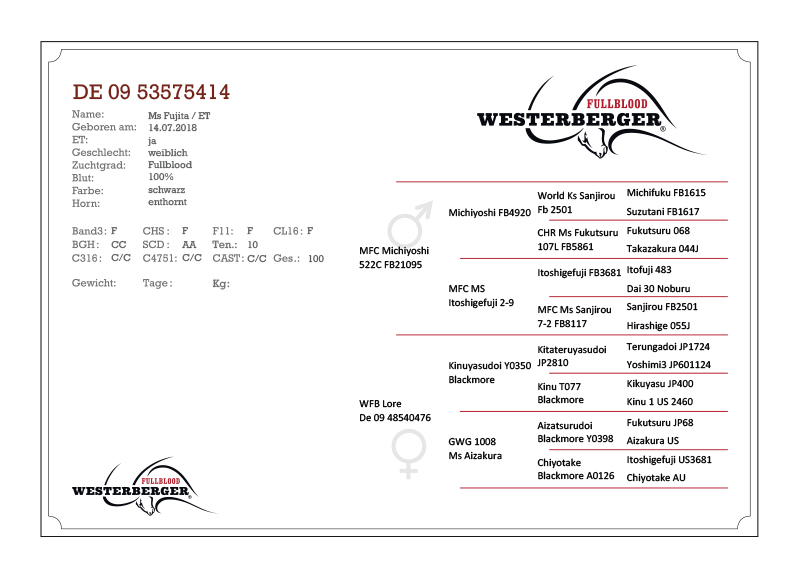 neues-100-punkte-kaelber-westerberger-fullblood-neu